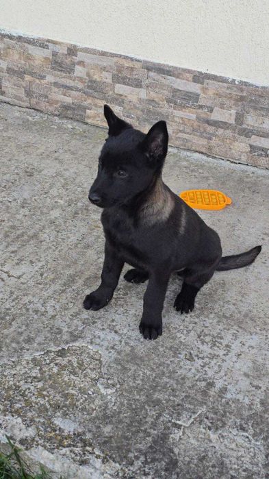 Ciobănesc Belgian Malinois