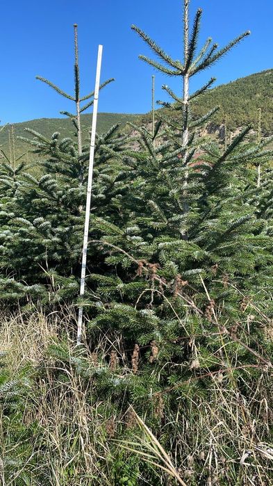 Brazi arginți și verzi