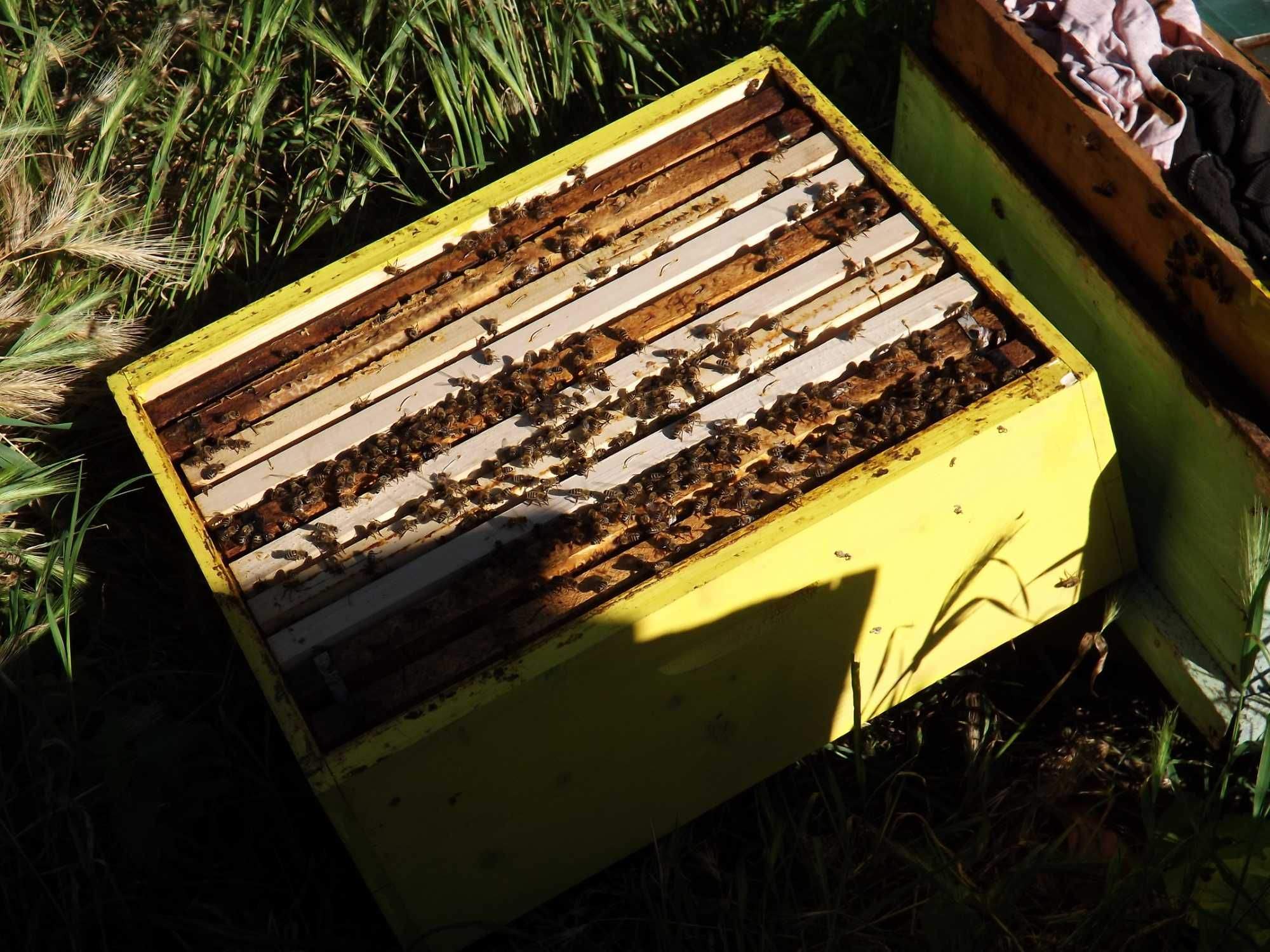 Пчелен мед на едро, директно от производител, реколта 2023