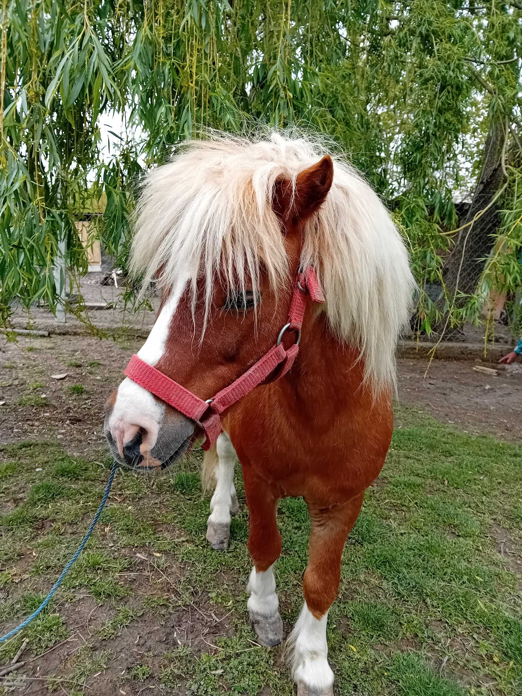 Vând ponei de talie mică foarte cuminte! ASIGUR TRANSPORT!