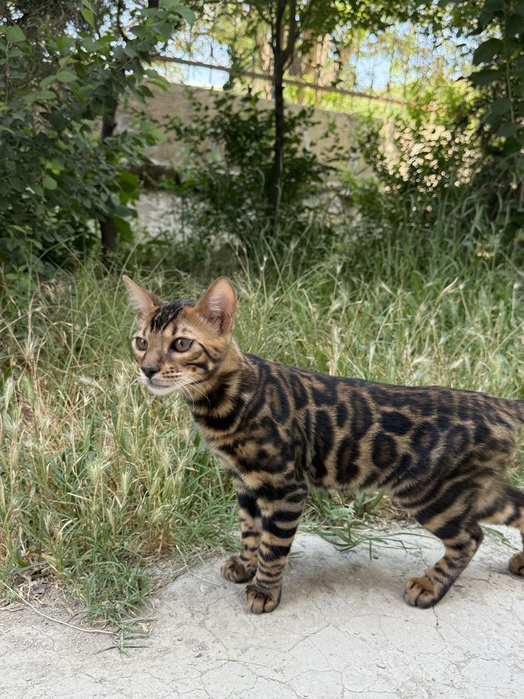 Bengal Mushugimiz sotiladi