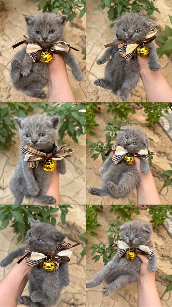 Котята от правилной вязки скоттиш фолд скоттиш страйт