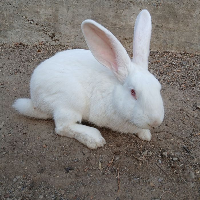 Quyonlar sotiladi, 2 ta, Jinsi: Samka, Boʻgʻoz ikkalasi xam, Fargʻona