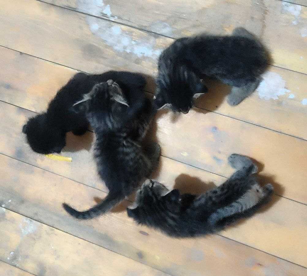Котята от мамы вислоухой кошки. Отдам даром.