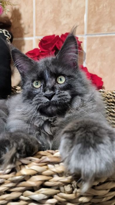 Мейн КУНЫ - Голубой однотонный цвет ( 1 месяц )