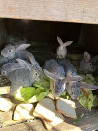 Vand iepuri rasa urias belgian