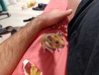 Vând hamsteri sirieni
