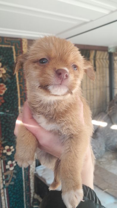 Дарю щенят!         .