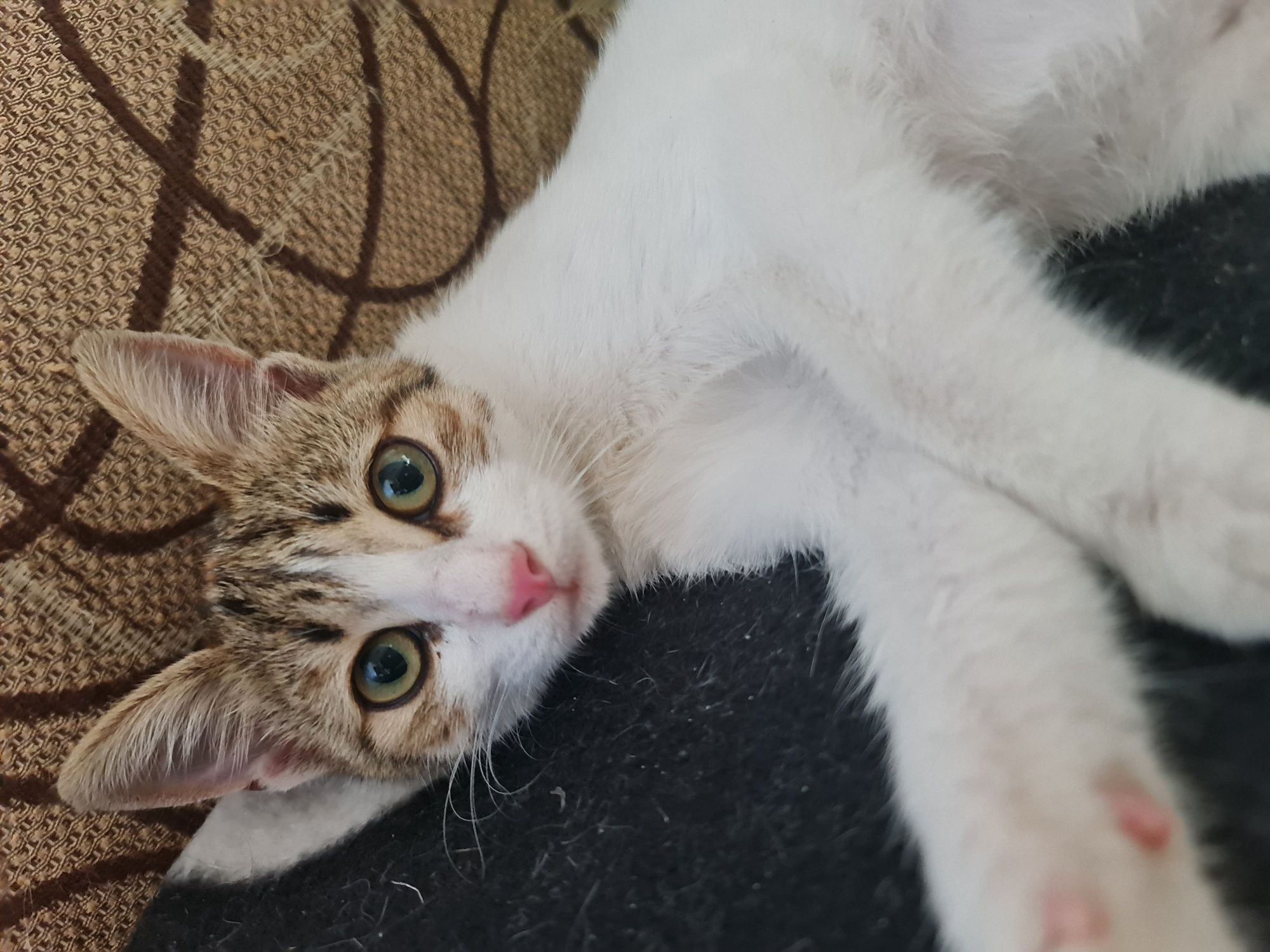Подаряваме 3 месечно коте!