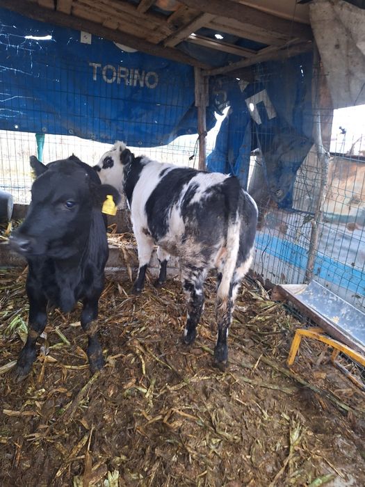 Vand vitei viu sau carcasa