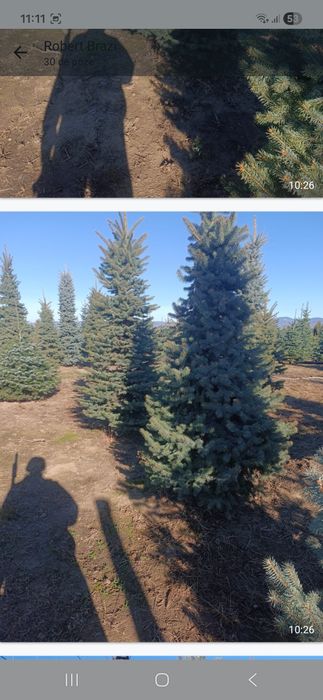 Vând mesteacăn alb catalpa