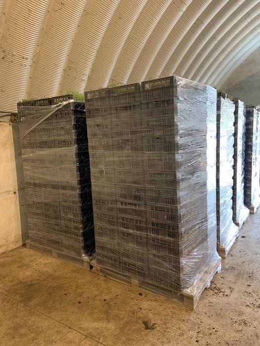 Butasi de lavanda  (lavandin super si grosso) campania 2025-2026