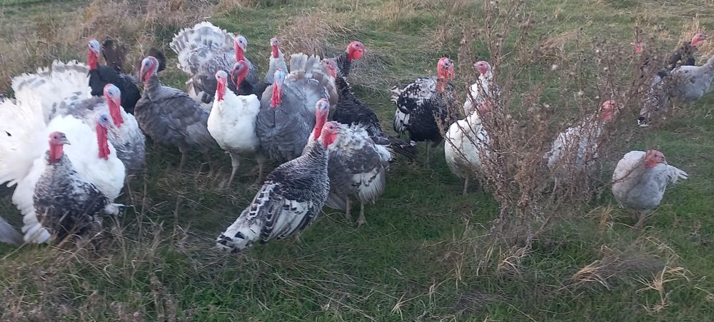 Vand curci si curcani