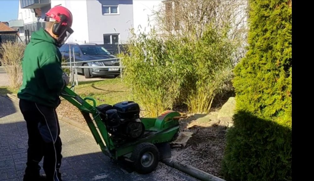 Indepartare cioturi buturugi prin frezare, tocare crengi, scarificare