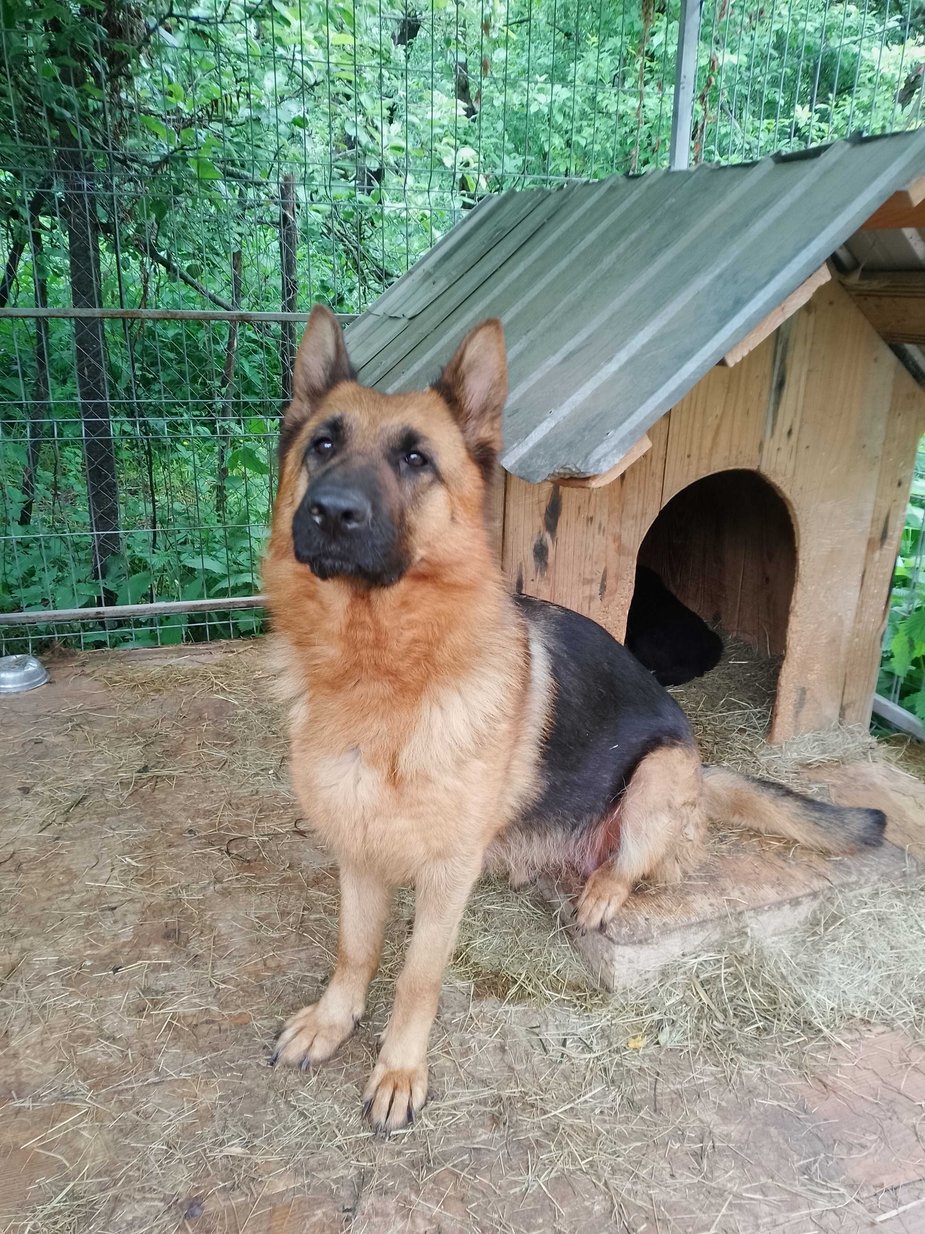 Vând pui , mascul Ciobanesc German