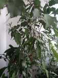 Ficus pentru birouri