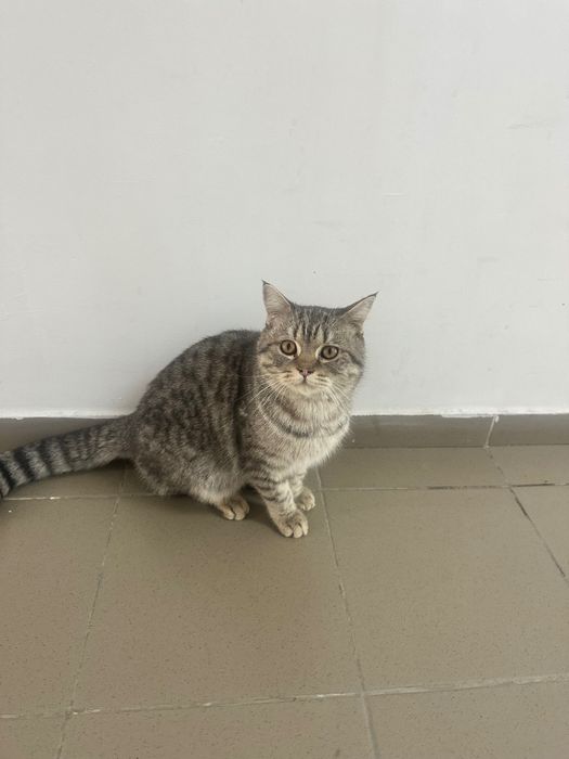 Кота в добрые руки