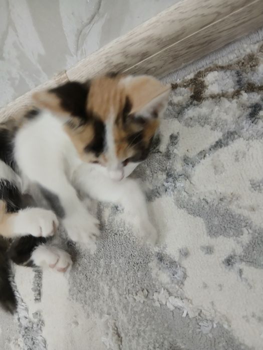 Bepul yaxshi insonlarga beriladi