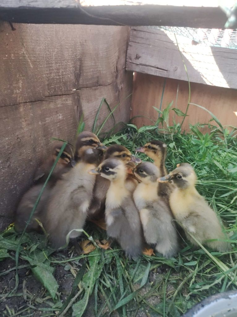 De vânzare pui de rață pekin