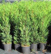 Pret Bomba! Tuia smaragd 50cm 15lei,Leylandii 20 cm 8 lei! Buxus 6 lei