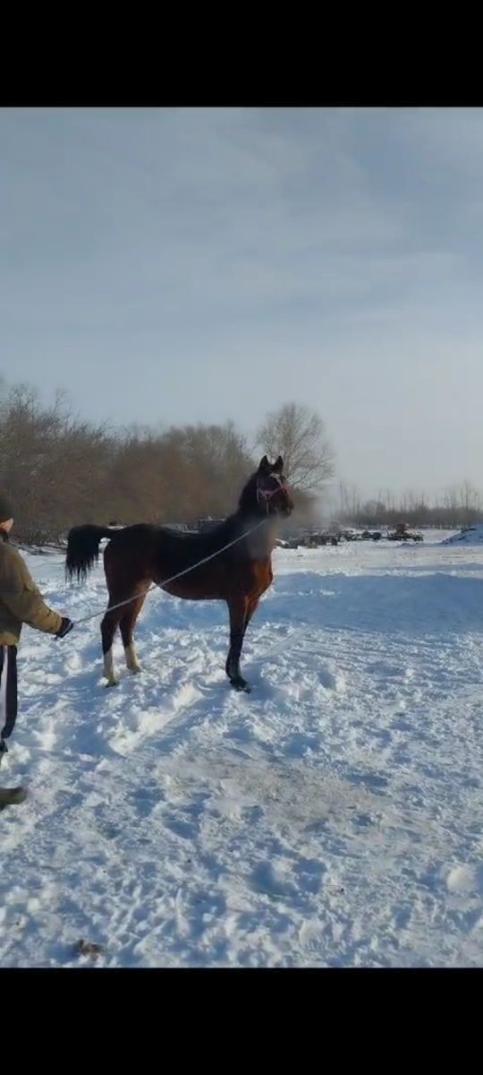 6 жасар айгыр сатылады