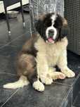 Saint bernard mascul