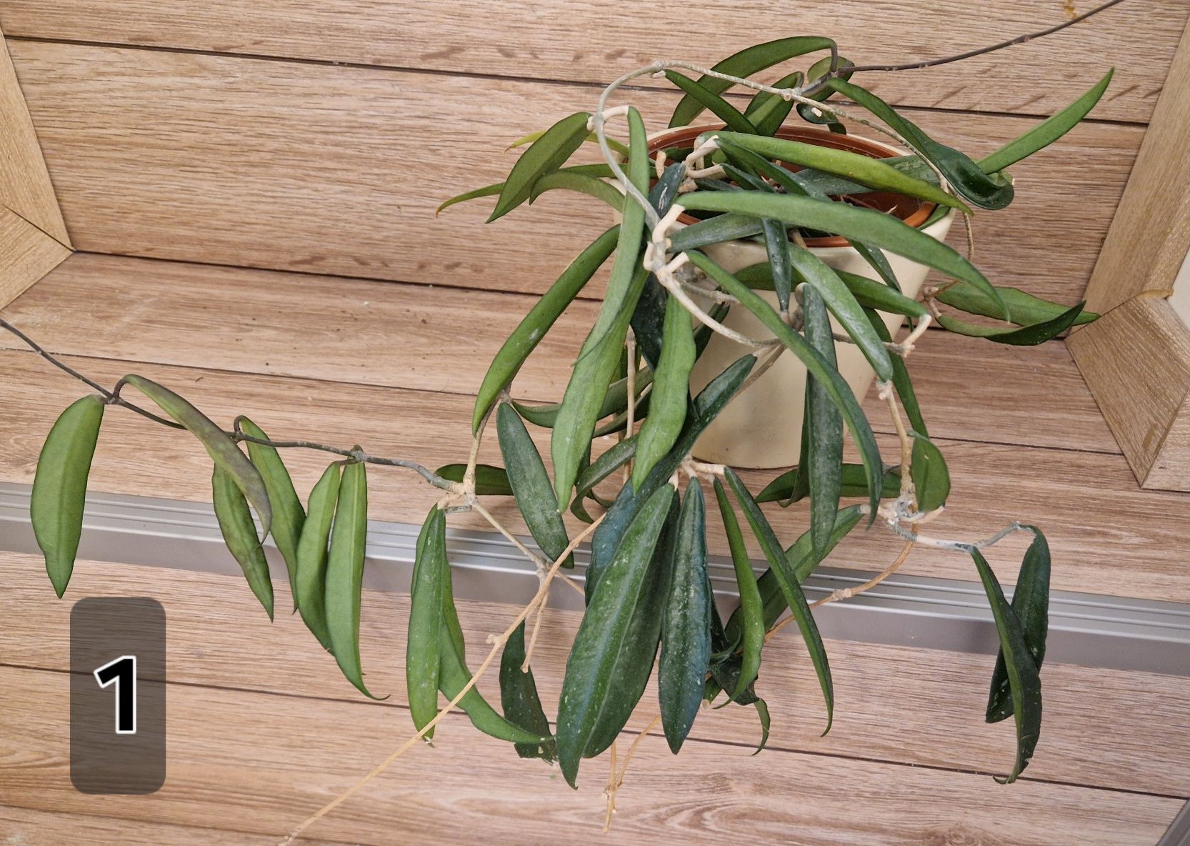 Хоя /Hoya/ -caudata ,minibelle,bilobata