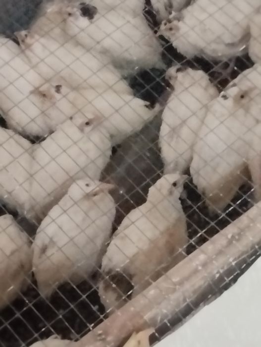 Бедана лар сотилади.