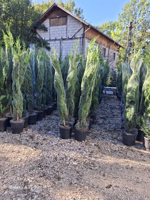 Vând tuia leylandii chiparos la oferta