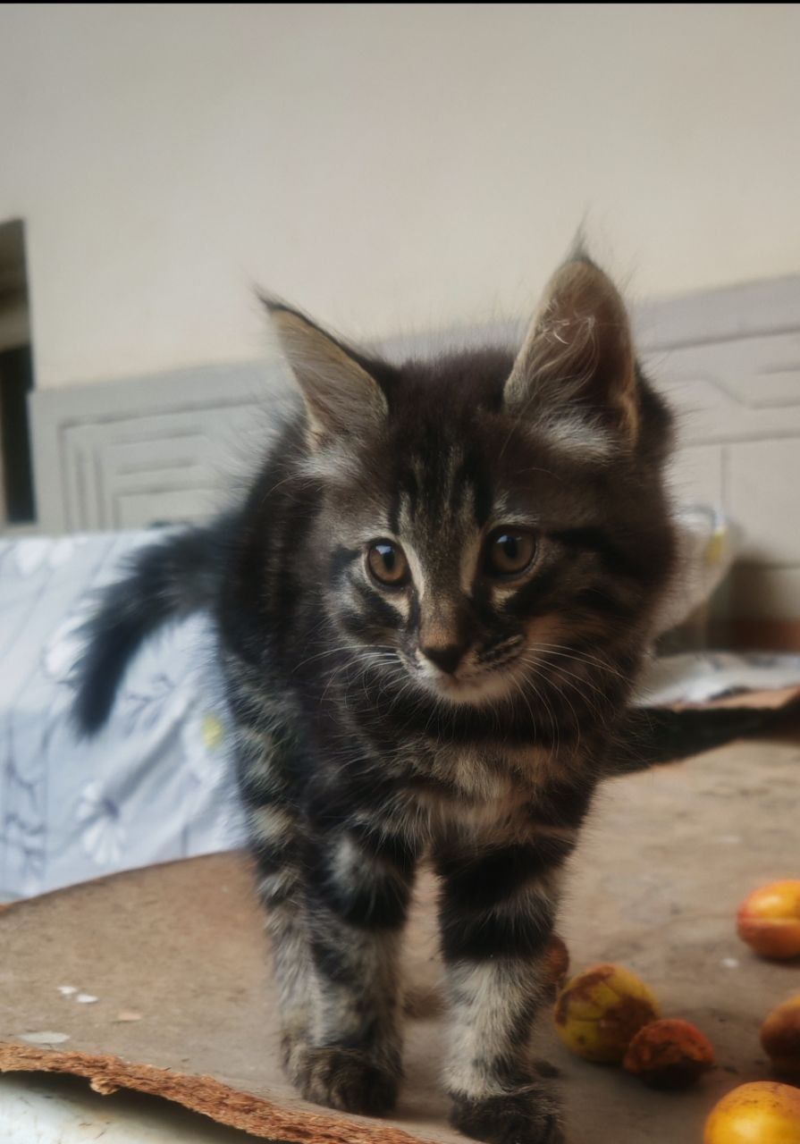 Котонок мей кун малчик