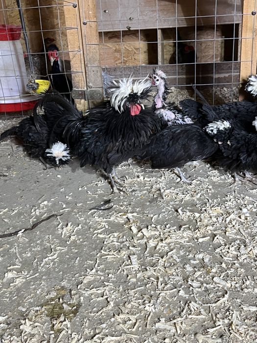 Vand familie de Motata Olamdeza