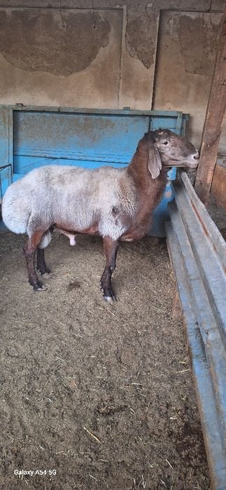 Кой кочкор бор.уйда халол бокилган