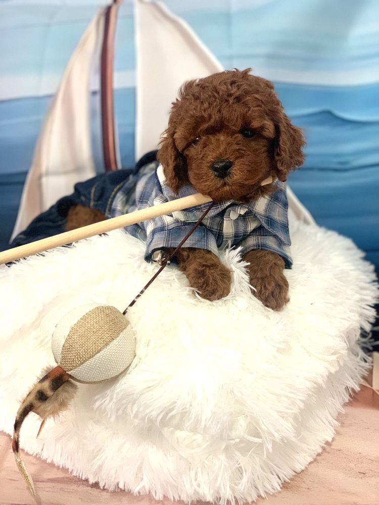 Пудел той Poodle toy “red” с родословие Елитна кръвна линия