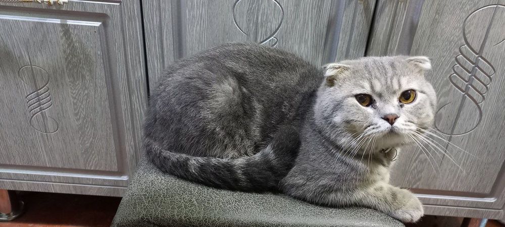 Продам скотиш/фолд/страйт
