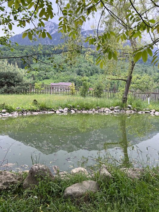 Cazare plaiul foii Casa BenoMagic