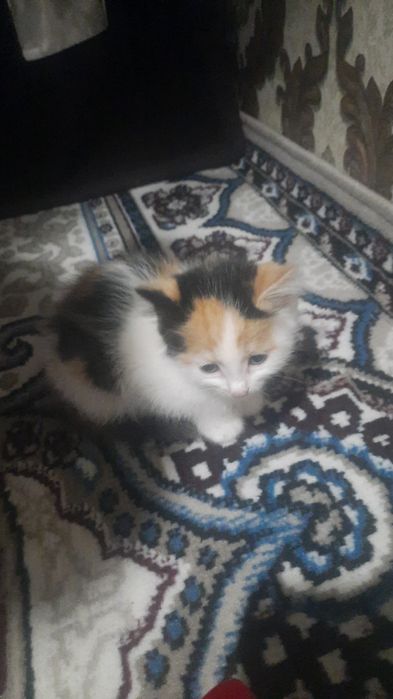 Мушук болалари бепул барилади