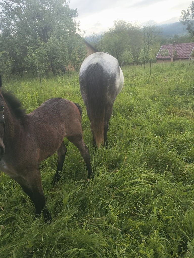Vând manza de 4 luni jumate