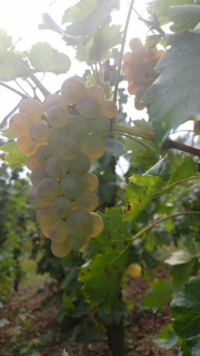 Struguri pentru vin