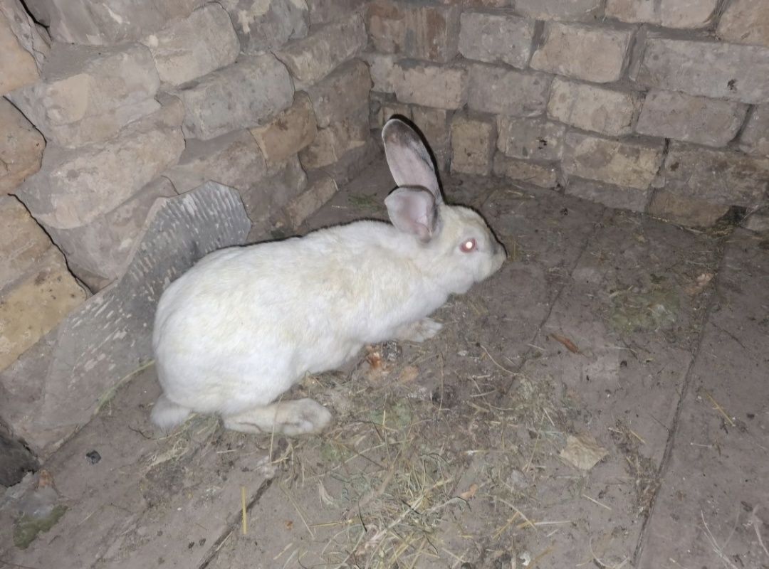 Quyonlar sotiladi