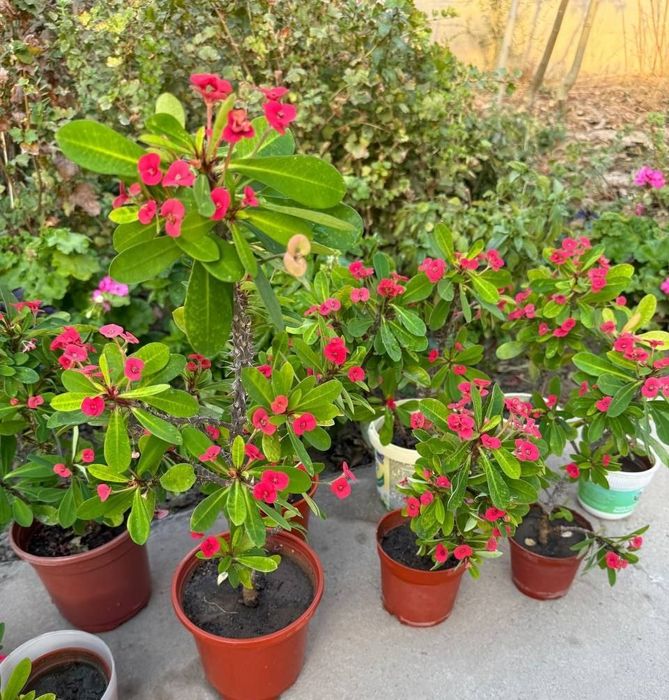 Продаются цветы Молочай Милля