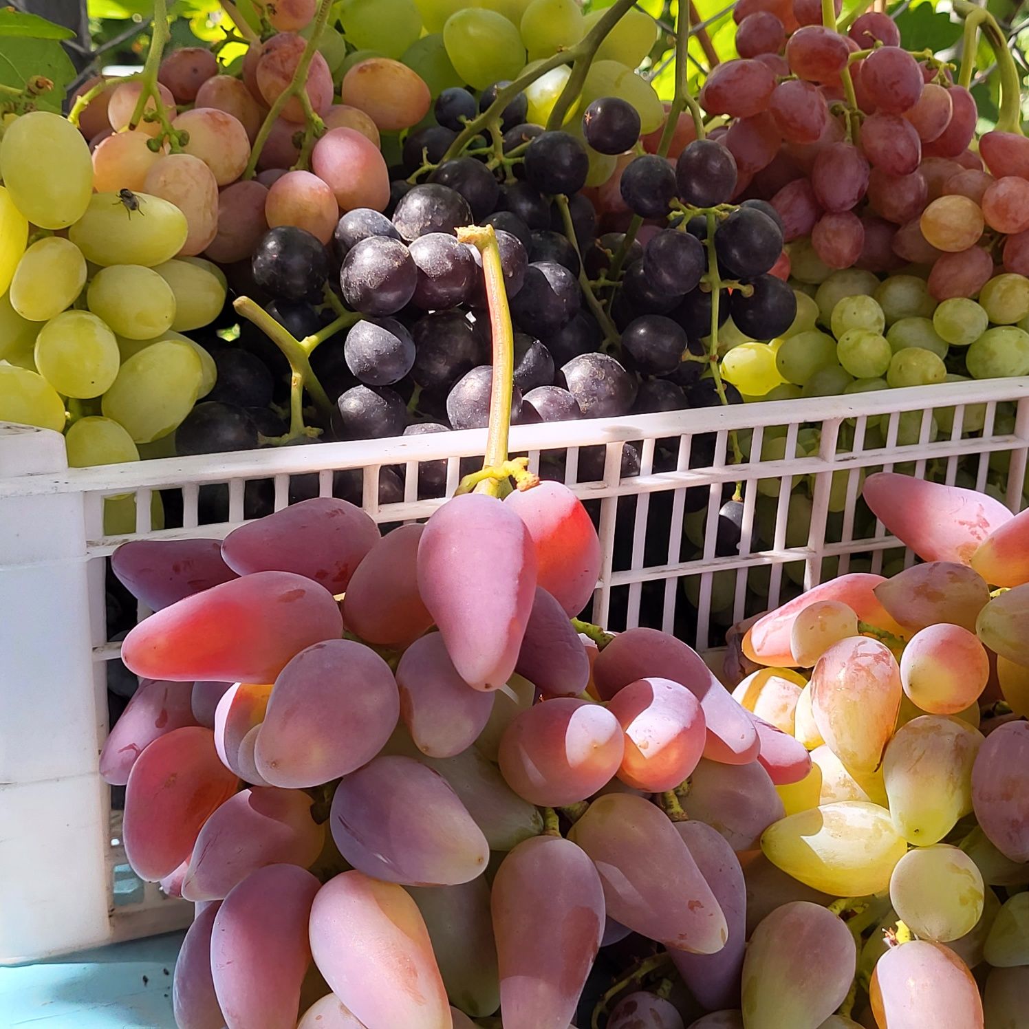 Вегетирущие саженцы винограда