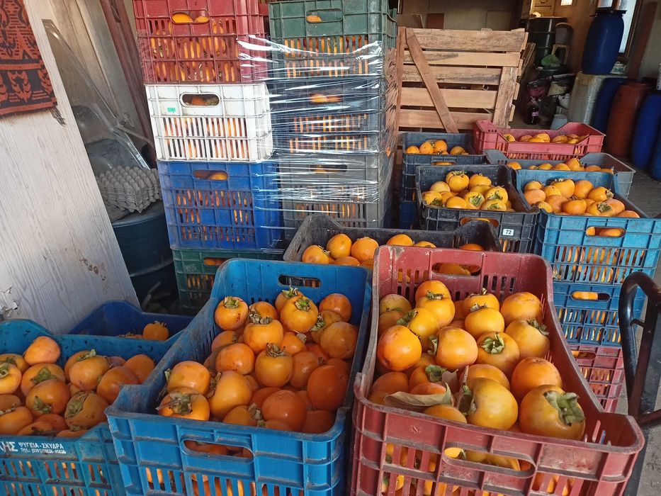 Райска ябълка - много едра за консумация !!!