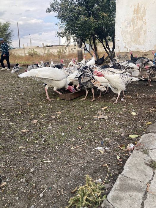 Продам Индюков крупных