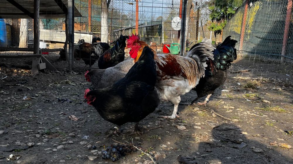 Marans oua de incubat