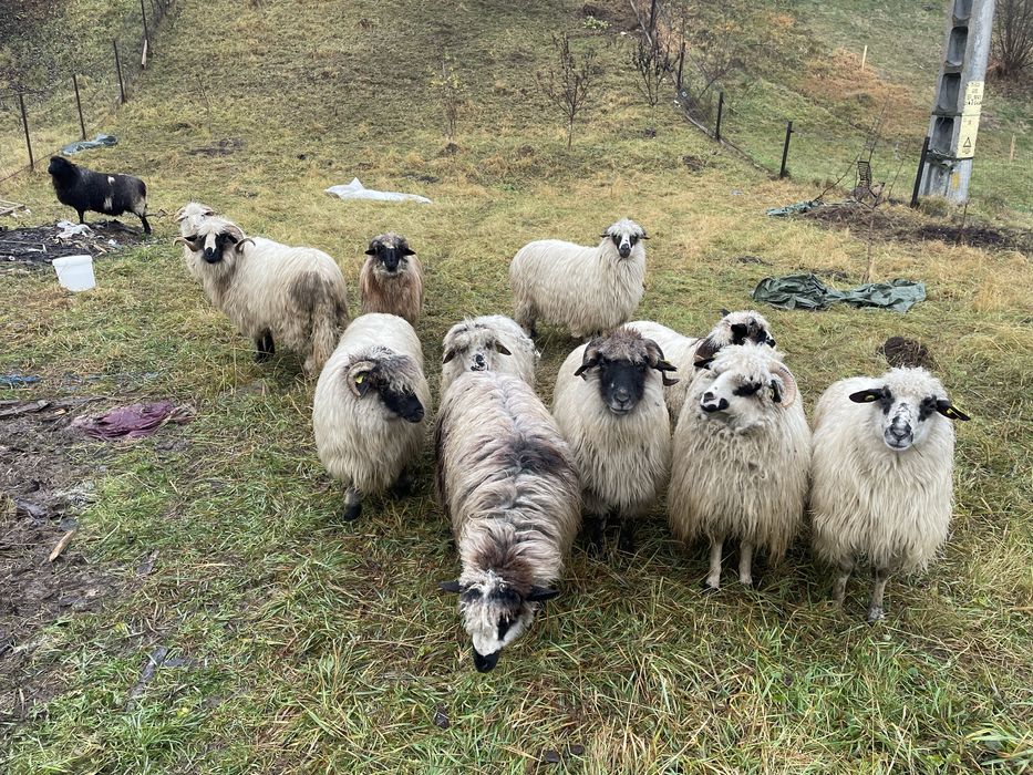 Oi turcane de vânzare