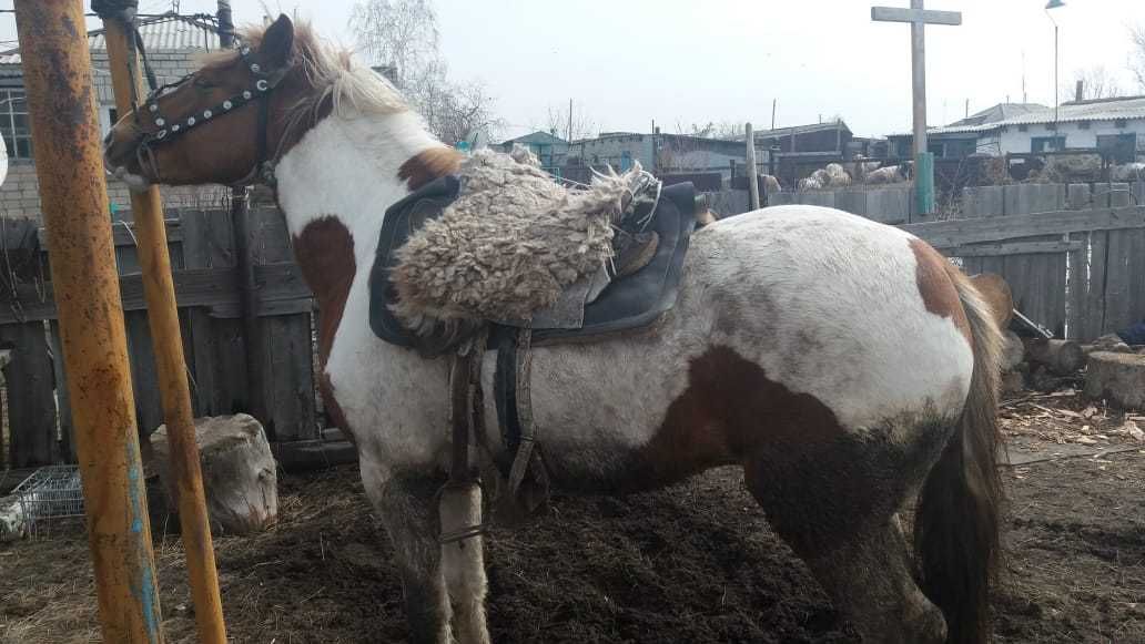 Продам жеребца возраст 2 года 11 месяцев. Находится в Шарбактах