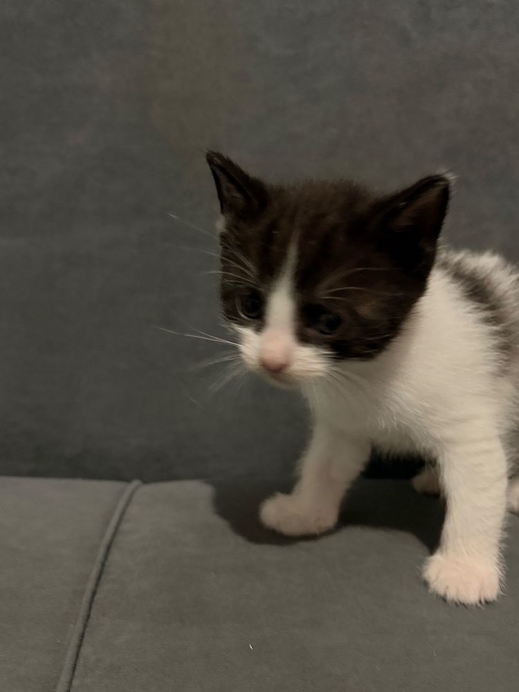 кошки котята котенки