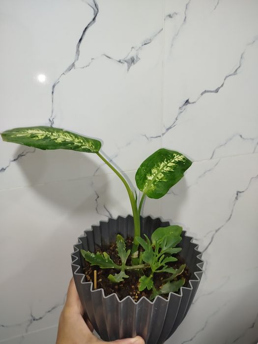 Difinbaxiya detkasi