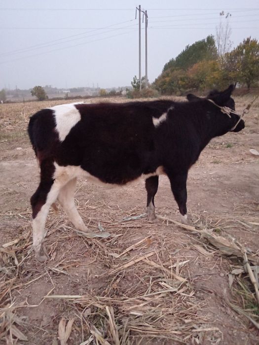 Buqa Va Gunajin Sotiladi Yeb Ichishi Zor Soğlom