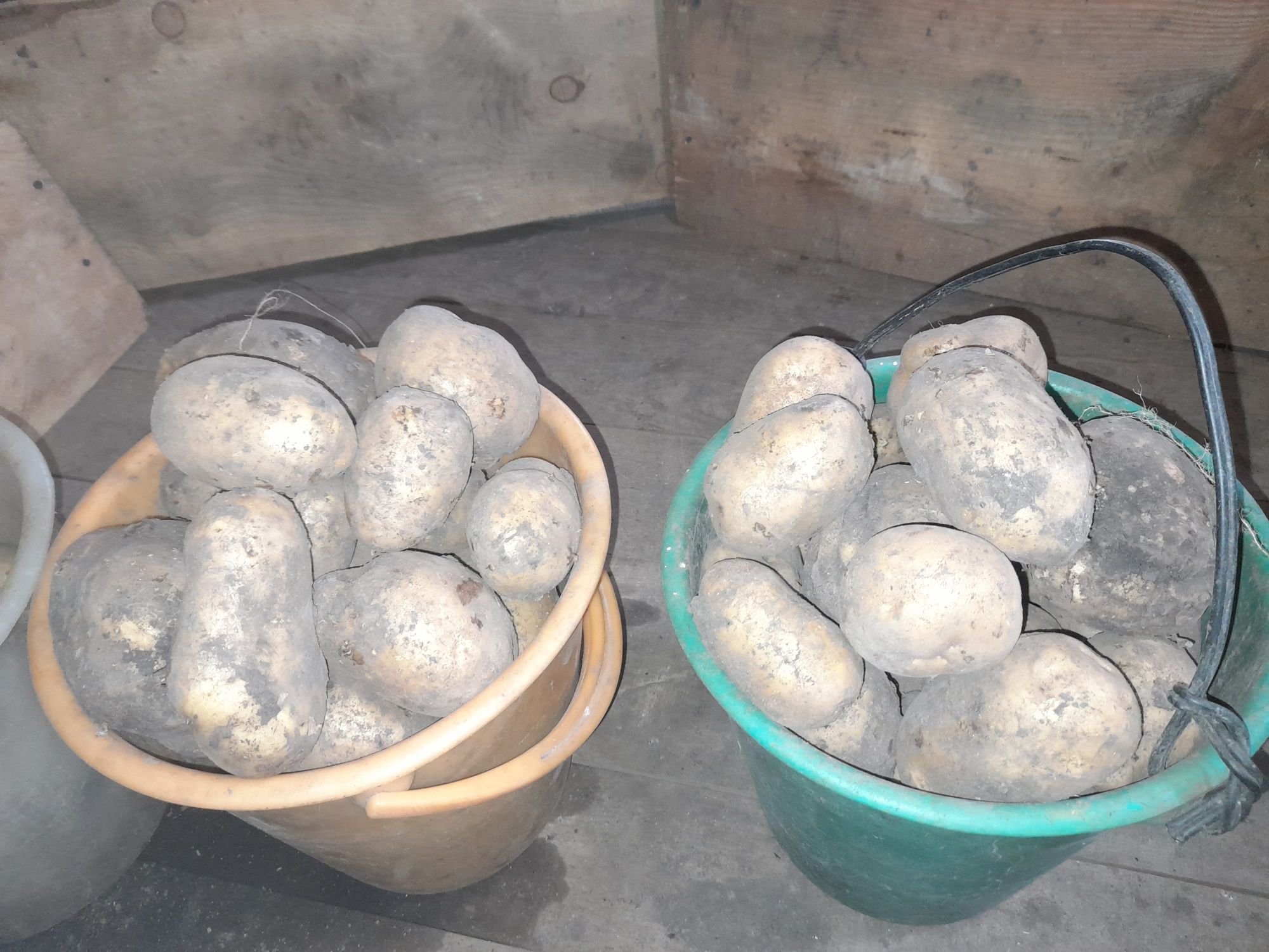 Продам картофель.
